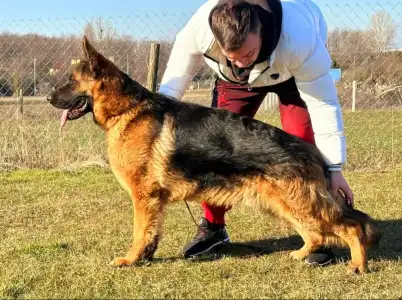 German Shepherd Dog - Argo Vom Wojwodina Hof