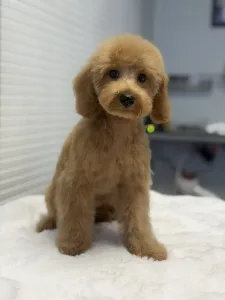 Poodle Miniature - Rebby