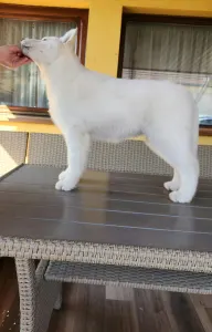 Siberian Husky - Rubin Of Polar Moonlights