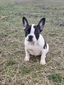 French Bulldog - Ibrahimovic