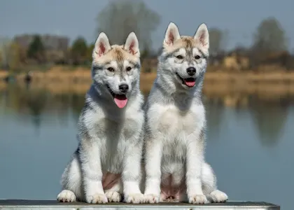 Siberian Husky - Saint Michael Island The Winner Takes It All