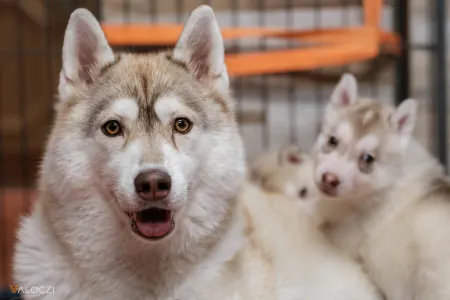 Siberian Husky - Saint Michael Island Szibériai Husky Kennel
