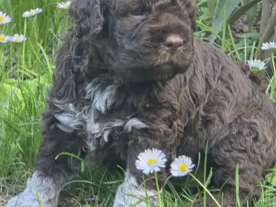 Romagna Water Dog - Almíra Gazdisodott