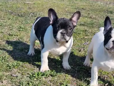 French Bulldog - Imobile
