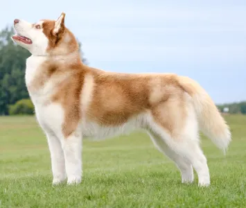 Siberian Husky - Polar Moonlights Szibériai Husky Kennel