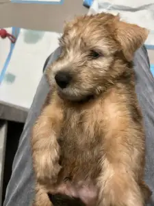 Irish Soft Coated Wheaten Terrier - In Wheaten Home 
