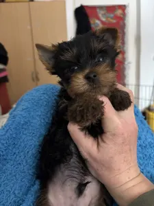 Yorkshire Terrier - Benett