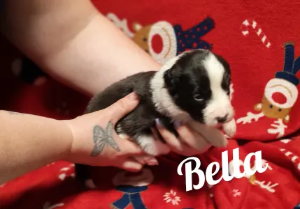 Border Collie - Bella