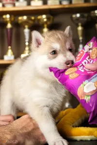 Siberian Husky - Saint Michael Island Szibériai Husky Kennel