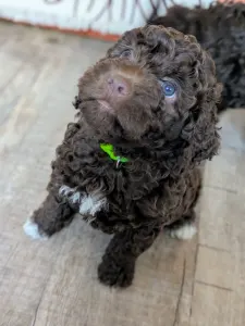 Romagna Water Dog - Ürömi Szarvasgombász Lagotto Kennel 