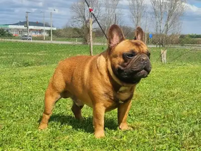 French Bulldog - Spike
