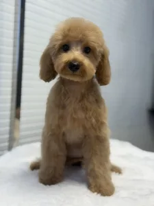 Poodle Miniature - Rebby