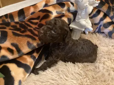 Romagna Water Dog - Betyár A Wuuff Segítségével Gazdira Talált