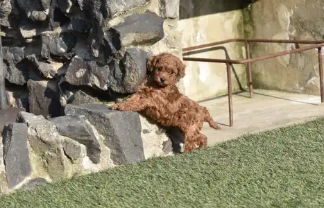 Poodle Miniature - Bravados Eperke (toy)