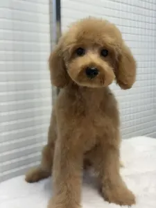 Poodle Miniature - Rebby