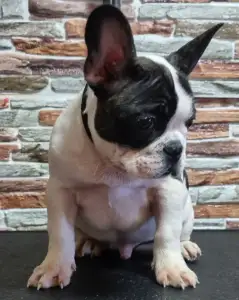 French Bulldog - Ibrahimovic