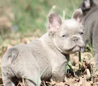 French Bulldog - Ubul