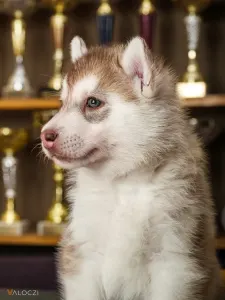 Siberian Husky - Saint Michael Island Szibériai Husky Kennel