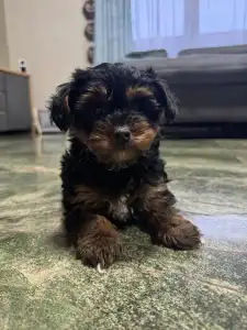 Yorkiepoo - Malya