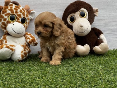 Cavapoo - Umberto