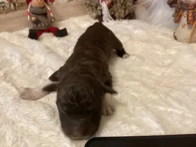 Romagna Water Dog - Buksi A Wuuff Segítségével Gazdira Talált