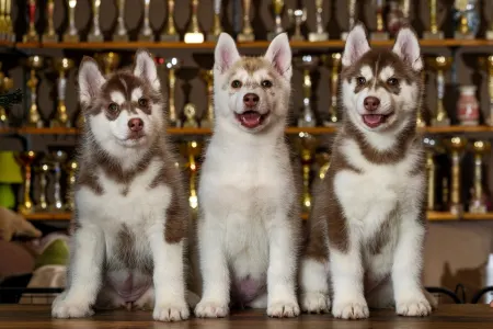 Siberian Husky - Saint Michael Island Winter Rose 