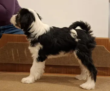 Tibetan Terrier - Brissac Soul Of Therapy