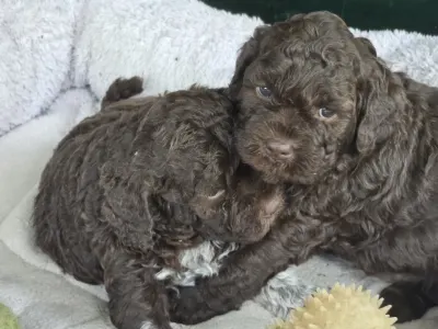 Romagna Water Dog - Aliszia Gazdára Talált