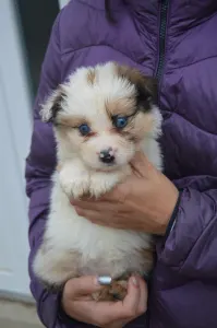 Border Collie - Atlantic