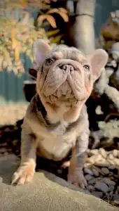 French Bulldog - Steel Wing Bullz Nolan