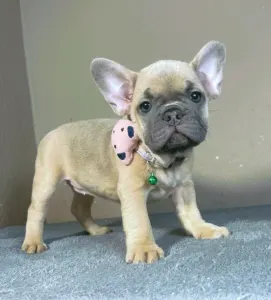 French Bulldog - Barbie