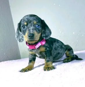 Dachshund - Tina