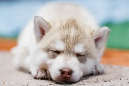 Siberian Husky - Saint Michael Island Szibériai Husky Kennel