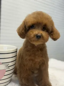 Poodle Toy - Vanda ( Toy/teacup)