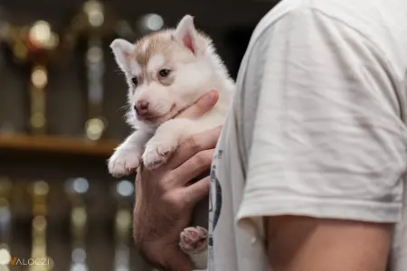 Siberian Husky - Saint Michael Island Szibériai Husky Kennel
