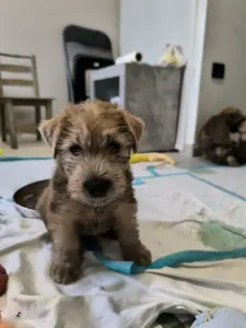 Irish Soft Coated Wheaten Terrier - In Wheaten Home 