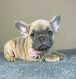 French Bulldog - Barbie
