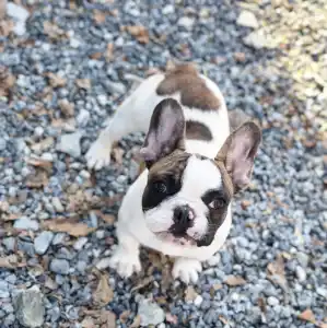 French Bulldog - Alfonz 