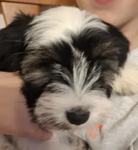 Tibetan Terrier - Brissac Soul Of Therapy