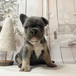 French Bulldog - Anna