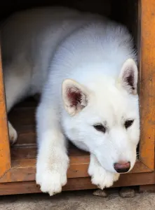 Siberian Husky - Rubin Of Polar Moonlights