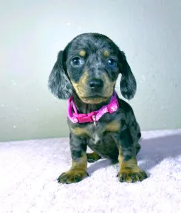 Dachshund - Tina