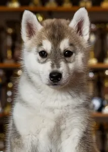 Siberian Husky - Saint Michael Island The Show Must Go On