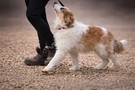 Border Collie - Atlantic