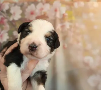 Miniature American Shepherd - Chicago