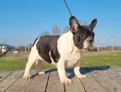 French Bulldog - Imobile