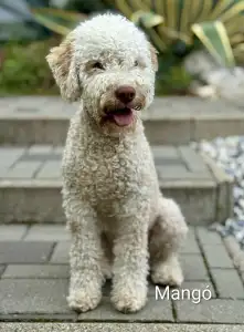 Romagna Water Dog - Ürömi Szarvasgombász Lagotto Kennel 