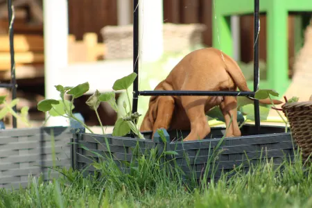 Hungarian Short-haired Vizsla - Rézi