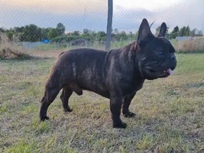 French Bulldog - Hamilton