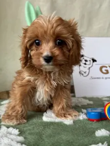 Cavapoo - Mangó